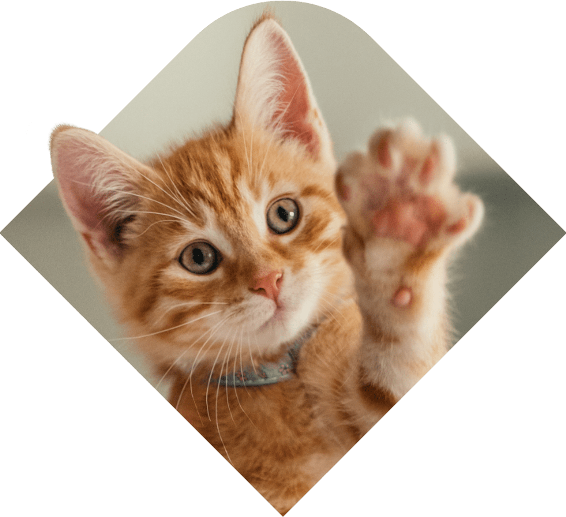 Orange kitten pawing at the air