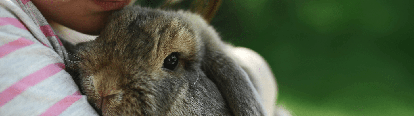 /-/media/2/vca-canada/images/global-images/1440x405/1440x405_exotics.png?rev=48982dd253364504acba93cc4446f99a