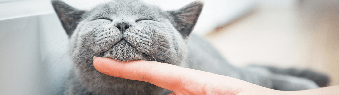 /-/media/2/vca-canada/images/global-images/1440x405/1440x405_global3.png?rev=e28f06addb734bafb0032cfd48b07868