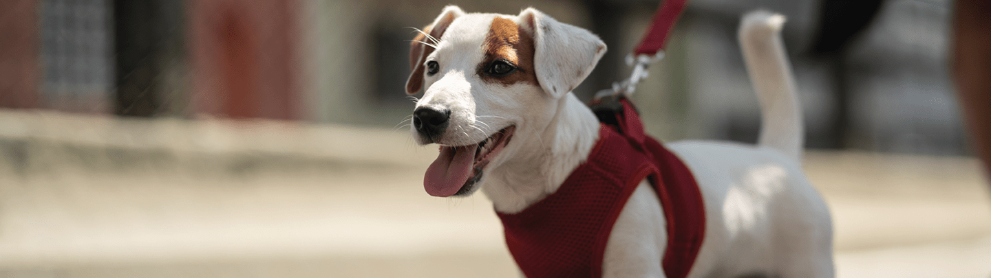 /-/media/2/vca-canada/images/global-images/1440x405/1440x405_holisticb21.png?rev=d454db7cb7b04cdf82b8c9cf9cdf700f