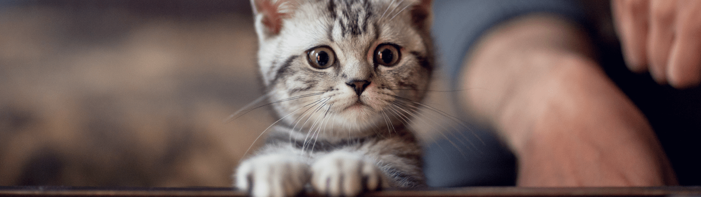 /-/media/2/vca-canada/images/global-images/1440x405_global5.png?rev=1e4c75342ae64d79a7103756d1916dca