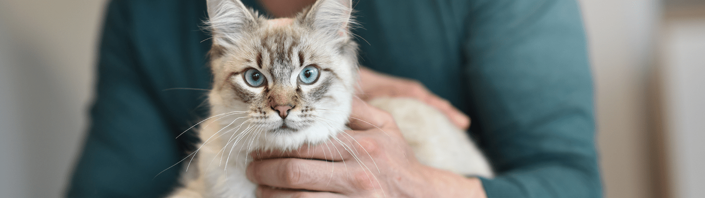 /-/media/2/vca-canada/images/global-images/1440x405_mobile.png?rev=800d1ad1069744b19dd09fbcf55b7dc6