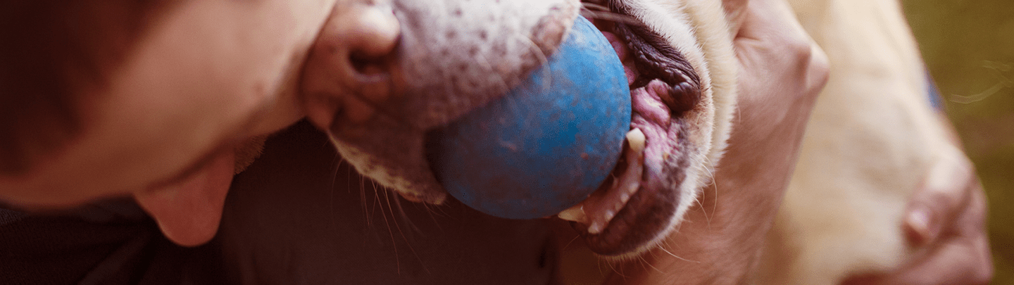 /-/media/2/vca-canada/images/global-images/1440x405_ortho-sx.png?rev=fc70d110d6674a4191ae5a112f52c26e