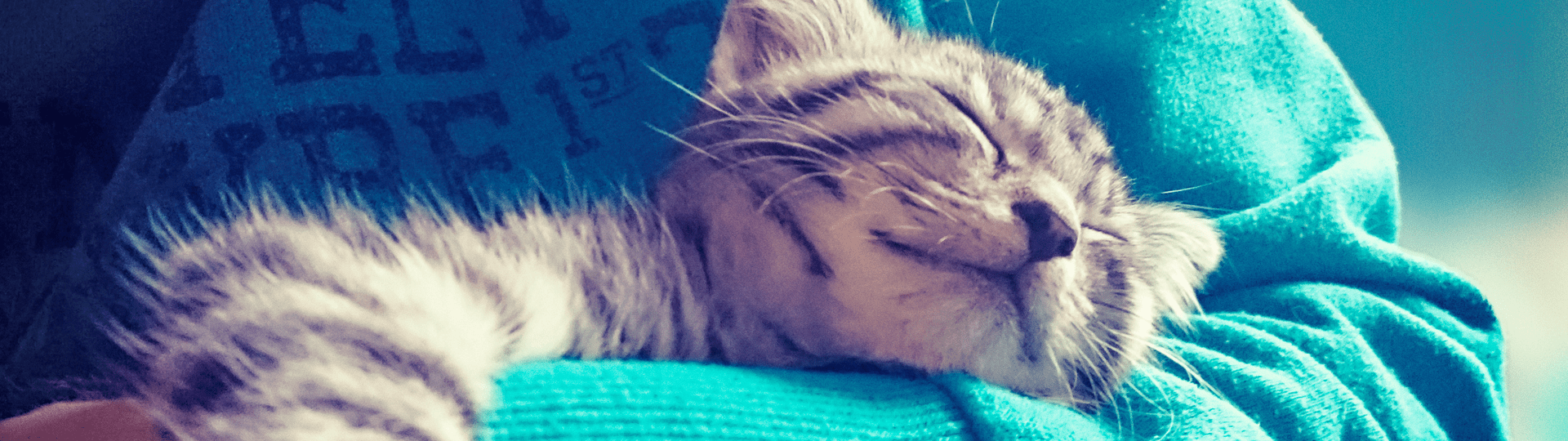 /-/media/2/vca-canada/images/global-images/1440x405_vcac_for-vets_resources.png?rev=3a67720276174c309dfcc0ecf0e05f59