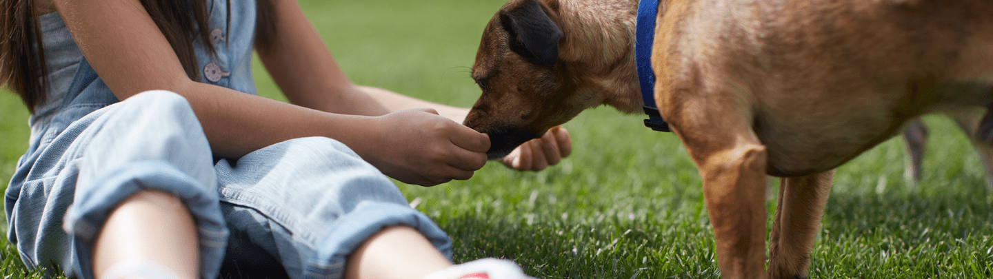 /-/media/2/vca-canada/images/global-images/1440x405_vcac_services_boarding-med.png?rev=26a1eb469d1342228273ed1054ea94f8