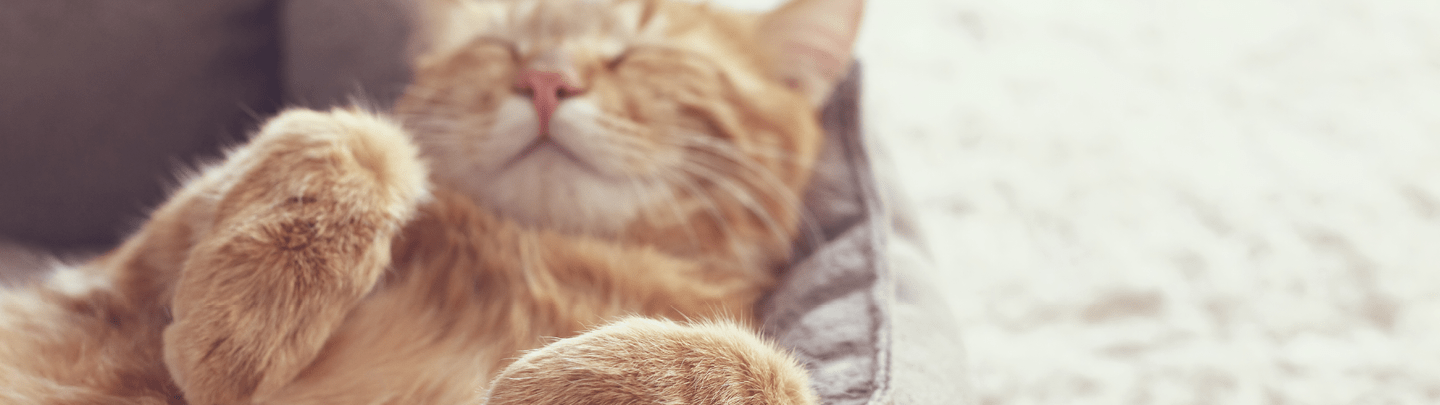 /-/media/2/vca-canada/images/global-images/1440x405_vcac_services_boarding.png?rev=a90631cf514444c083d39d7b68121305