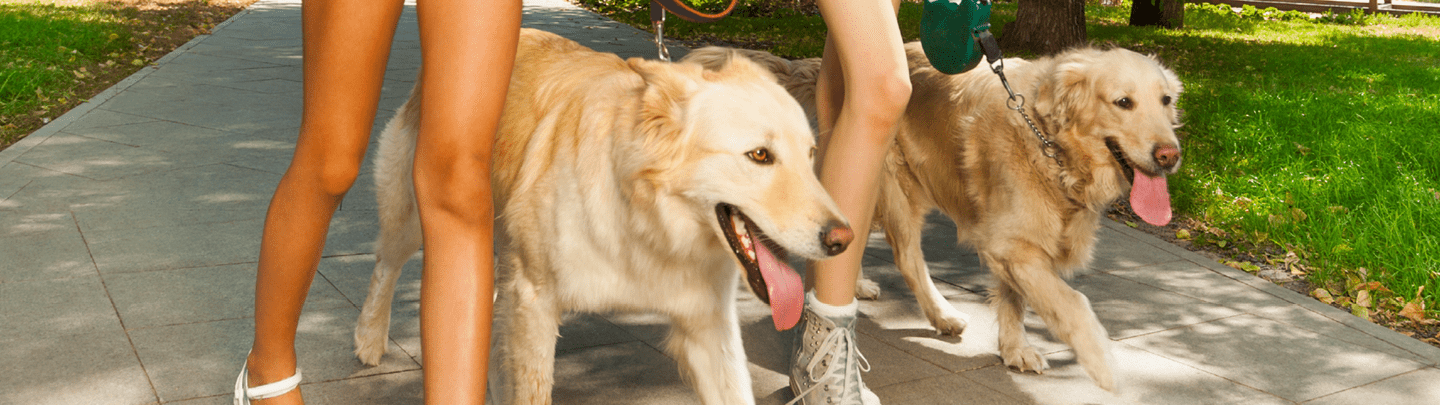 /-/media/2/vca-canada/images/global-images/1440x405_vcac_services_parasites.png?rev=6bb54a194d274dcda75067b51374f4a7