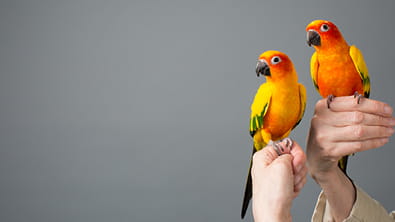 Avians