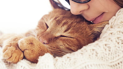 Cats