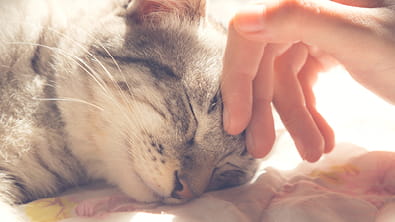 Cat Diabetes
