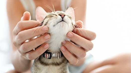 Feline Hyperthyroidism