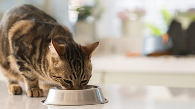 Diet Consultation