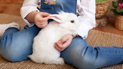 Rabbits
