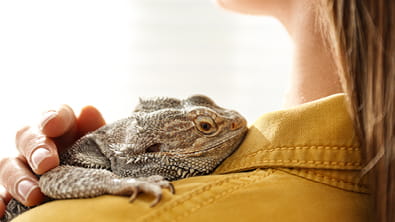 Reptiles