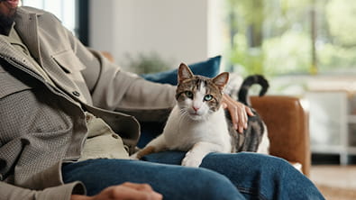 Feline Radioactive Thyroid  I 131  Treatment