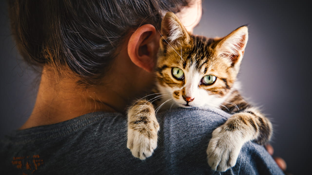 Animal Hospitals, Veterinarians & Emergency Vets | VCA Canada