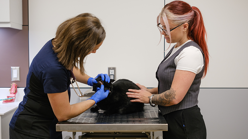 824x463_during_your_first_visit