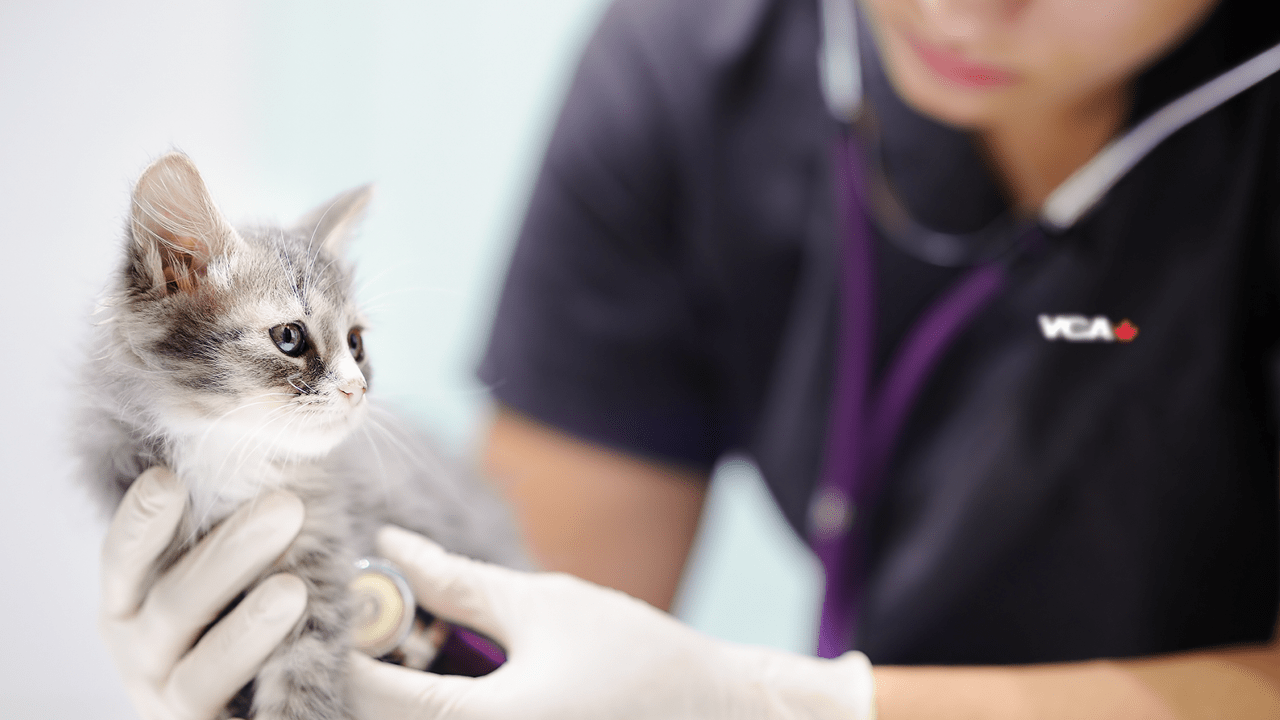 VCAC_1280x720_hybrid_specialty-care