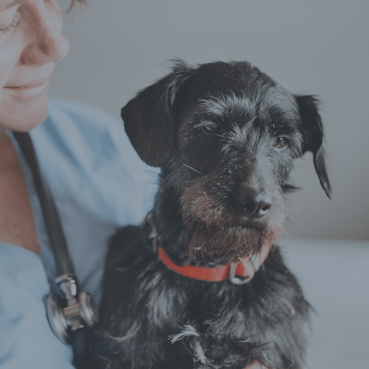 Innovative Veterinary Medicine