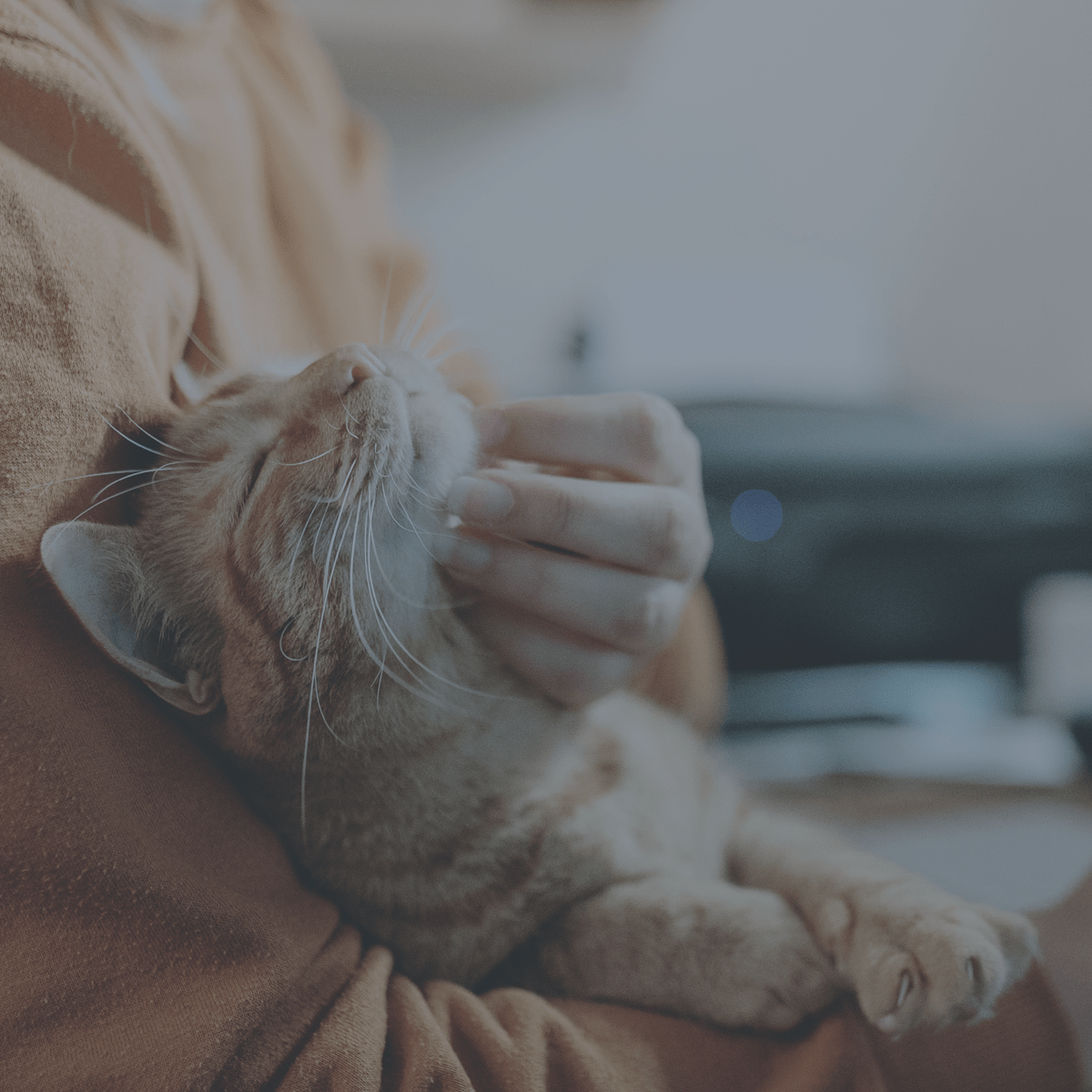 Animal Hospitals, Veterinarians & Emergency Vets | VCA Canada