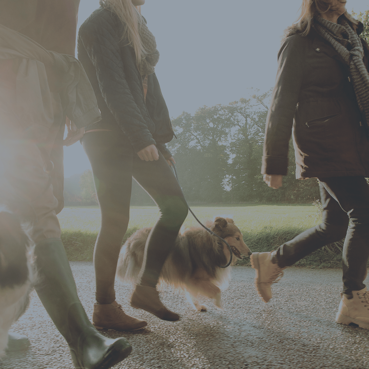 Animal Hospitals, Veterinarians & Emergency Vets | VCA Canada