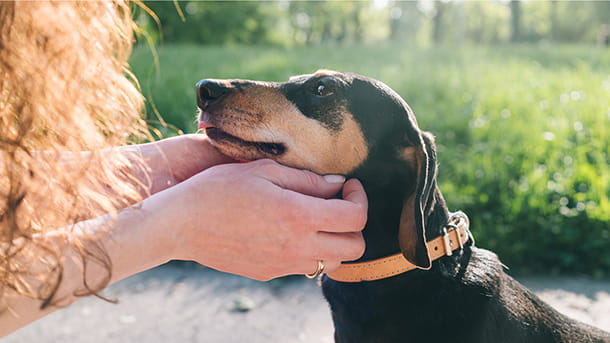 Brown and black Dachshund