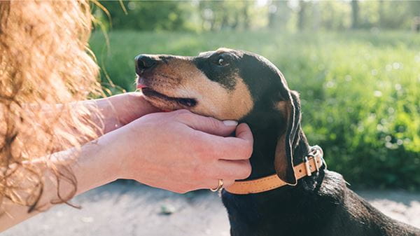 Brown and black Dachshund