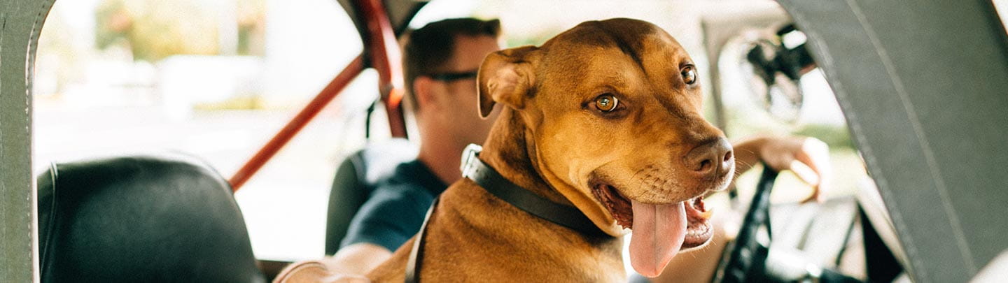 /-/media/2/vca/images/global/1440x405_forvets_diagnosticimaging.jpg?rev=51da25de972045ba9a51829b07ecc3fa