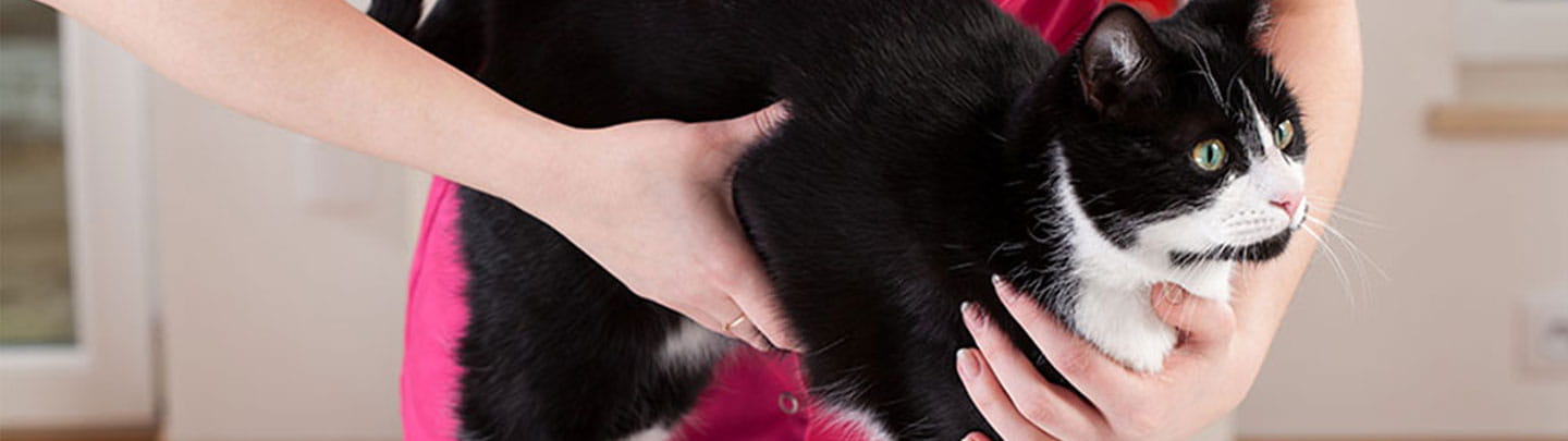 1440x405 Services CanineFelineDiabetes