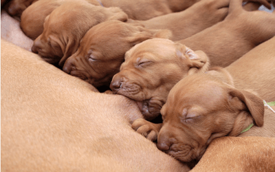 Feeding puppies shop