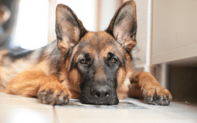 how common is degenerative myelopathy in german shepherds