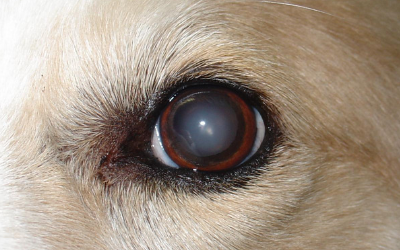 what would cause a dogs eye to turn blue