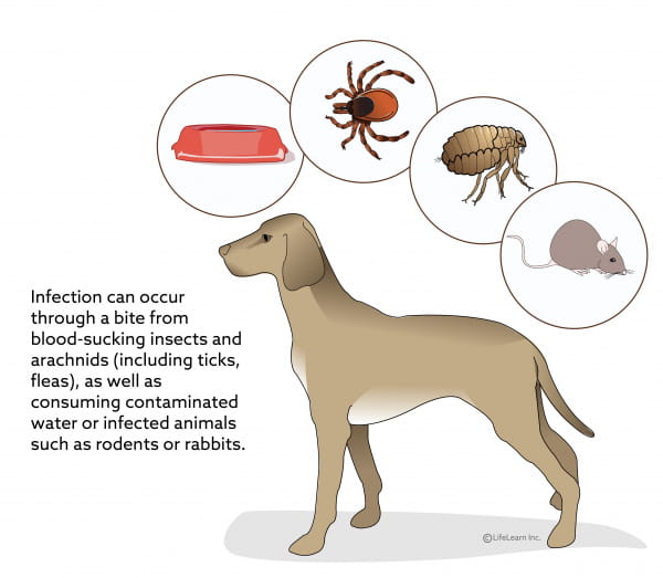 can dogs get fever blisters from humans