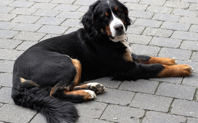 bernese mountain dog wags its tail
