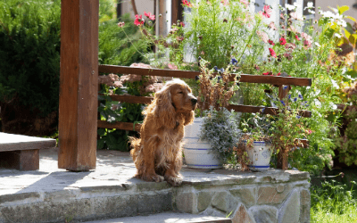 Dog fenceless boundaries online