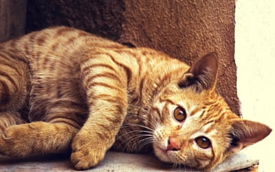 first_aid_for_bleeding_cats