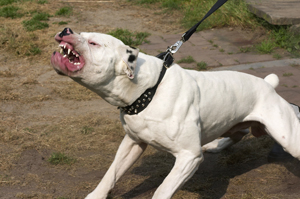 aggression_in_dogs_-_overview_and_diagnosis