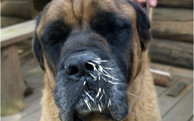 porcupine_quills_in_dog_muzzle