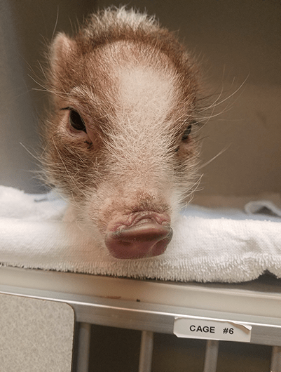 Behavior of Mini Pigs VCA Canada Animal Hospitals