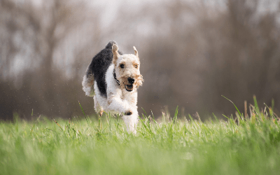 RAST Testing in Dogs | VCA Animal Hospital