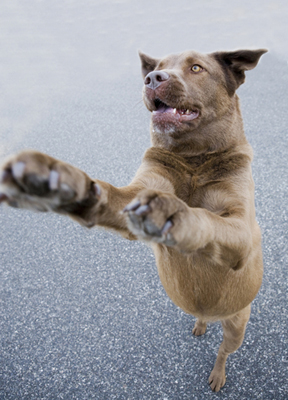 what does it mean when your dog jumps up on you