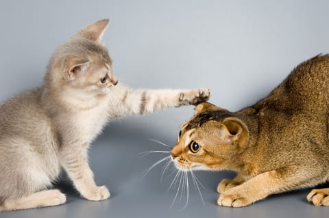 How to get new kitten to eat clearance