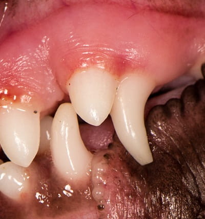 A dog with retained baby canine teeth beside the newly erupted permanent teeth