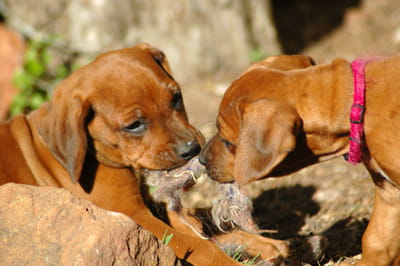 puppy__play_biting_1