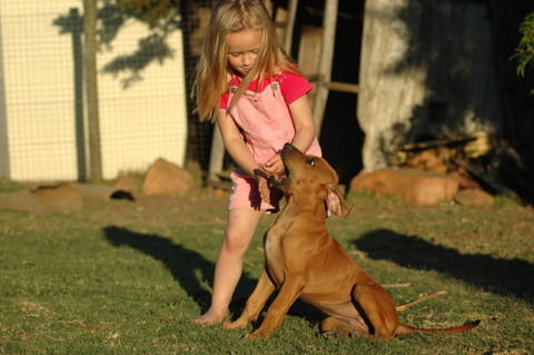 puppy__play_biting_2