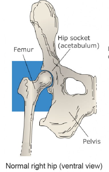 joint_subluxations_in_cats_general-1 joint_subluxations_in_cats_general-1
