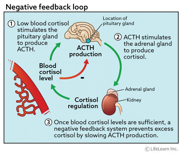 cortisol suppression test (Rapid or prolonged)