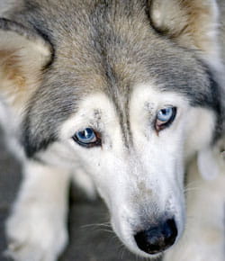 anisocoria-in-dogs-1 anisocoria-in-dogs-1