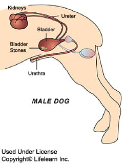 bladder_stones-1_-_2009