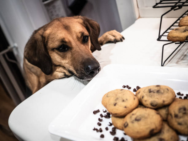 how much chocolate is safe for a dog